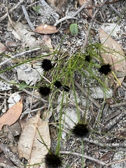 Schoenus curvifolius