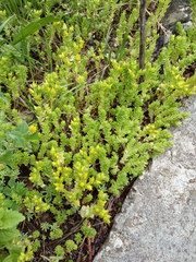 Sedum acre