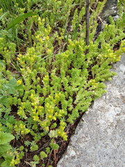 Sedum acre