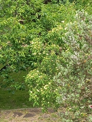 Maclura tricuspidata