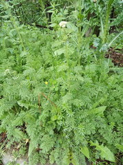 Achillea nobilis