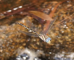 Notoaeschna sagittata