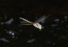 Notoaeschna sagittata