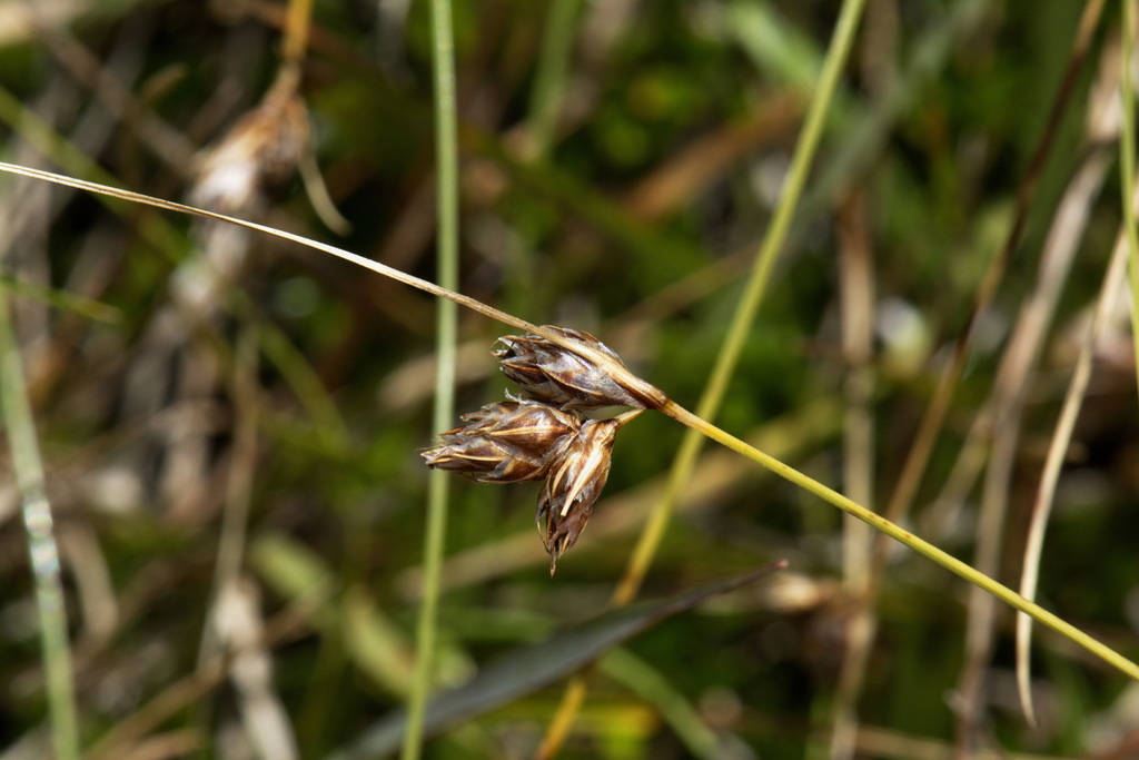 Colenso's Sedge