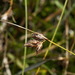 Carex colensoi - Photo (c) Pat Enright, algunos derechos reservados (CC BY-NC), subido por Pat Enright
