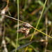 Colenso's Sedge - Photo (c) Pat Enright, some rights reserved (CC BY-NC), uploaded by Pat Enright