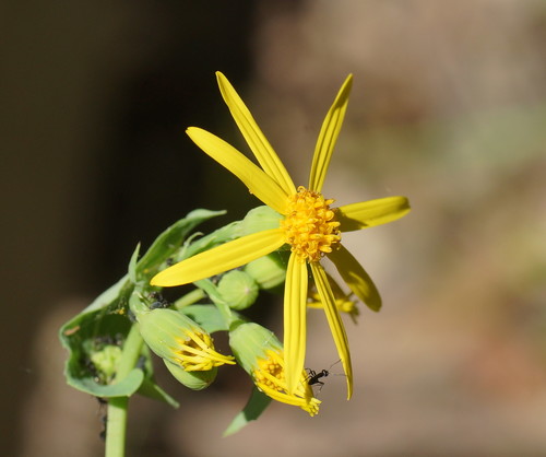 Lordhowea velleioides (A.Cunn. ex DC.) Schmidt-Leb.
