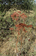 Kalanchoe brachyloba