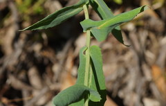 Senecio velleioides