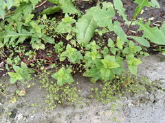 Veronica peduncularis