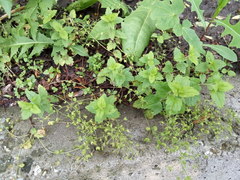 Veronica peduncularis