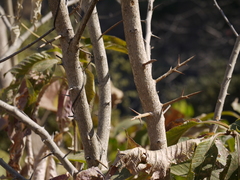 Flacourtia indica