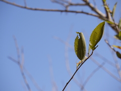 Flacourtia indica