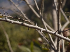 Flacourtia indica