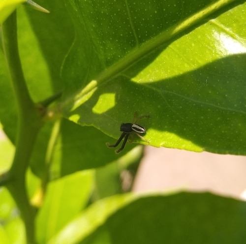 Firmicus à deux bandes