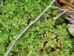 Trichocolea tomentella