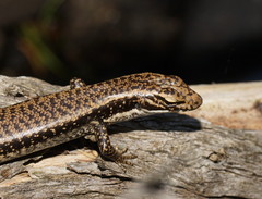 Warm-Temperate Water-Skink photo 3