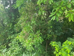 Syzygium nervosum