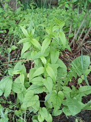 Campanula rapunculoides