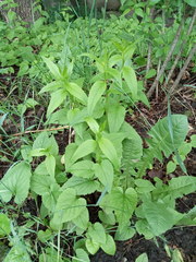 Campanula rapunculoides