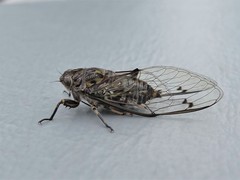 Amphipsalta cingulata