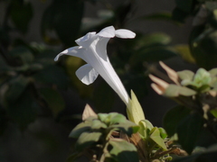 Barleria lawii