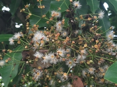 Syzygium nervosum