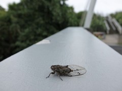 Amphipsalta cingulata