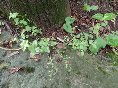 Veronica peduncularis