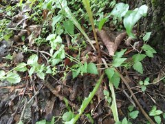 Veronica peduncularis