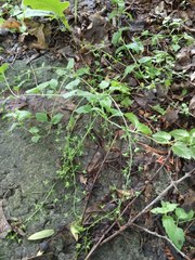 Veronica peduncularis