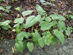 Campanula rapunculoides