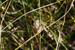 Carex colensoi