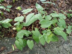 Campanula rapunculoides