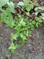 Veronica peduncularis