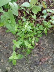 Veronica peduncularis