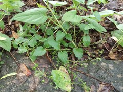 Veronica peduncularis