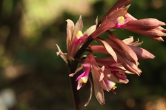 Cremastra appendiculata variabilis