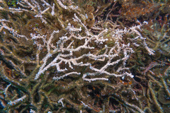 Anacropora