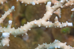 Anacropora