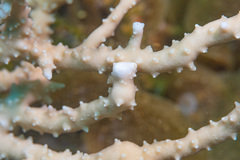 Anacropora