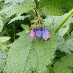 Symphytum asperum