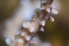 Anacropora