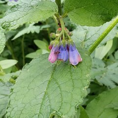 Symphytum asperum