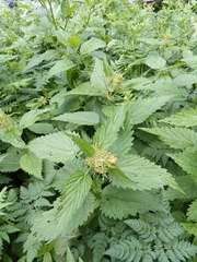 Urtica dioica