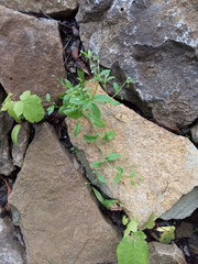 Myosotis sparsiflora