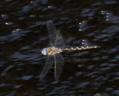 Notoaeschna sagittata