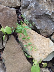 Myosotis sparsiflora
