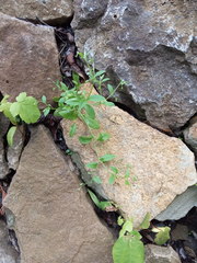 Myosotis sparsiflora