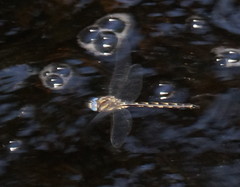 Notoaeschna sagittata